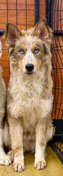 Kristian 2 -  Australian Shepherd and Husky Dog for Adoption in Fort Lupton, Colorado - Kristian 2 | PetCurious