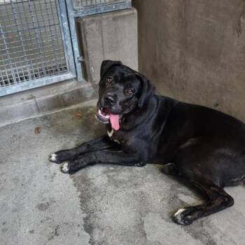 Labrador Retriever and Mixed Breed Dogs Available for Adoption in Los Angeles, California - Jennika A2269453 | PetCurious