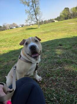 Barker (Budder) -  Shar Pei Dog for Adoption in Winder, Georgia - Barker (Budder) | PetCurious