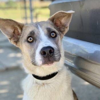 Cattle Dog and Mixed Breed Dogs Available for Adoption in Fresno, California - Little Girl | PetCurious