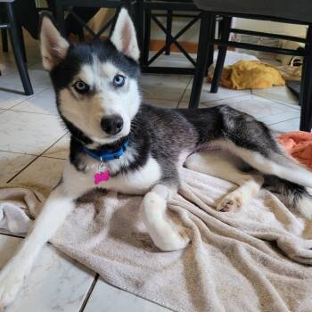Siberian Husky Dogs Available for Adoption in Avon, Ohio - Lyla | PetCurious