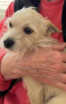 Chihuahua Dogs Available for Adoption in San Diego, California - Oxxo | PetCurious