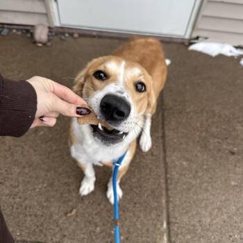 Collie Dogs Available for Adoption - Kestrel | PetCurious