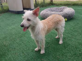 Giselle-All smiles -  Miniature Schnauzer and Border Terrier Dog for Adoption in Houston, Texas - Giselle-All Smiles | PetCurious