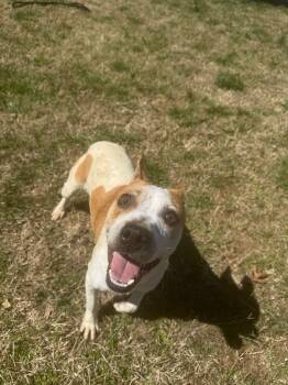 Rescue Mixed Breed Dogs for Adoption in Lawrenceburg, Tennessee - Bailey | PetCurious