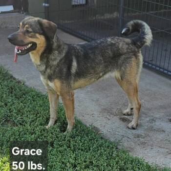 Grace -  Shepherd Dog for Adoption in Rock Falls, Illinois - Grace | PetCurious