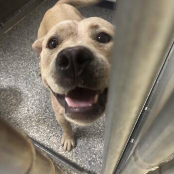 Stray- Flatwood Rd 2 -  Mixed Breed Dog for Adoption in Roxboro, North Carolina - Stray- Flatwood Rd 2 | PetCurious