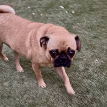 Rescue Pug Dogs for Adoption in Las Vegas, Nevada - Winnie | PetCurious