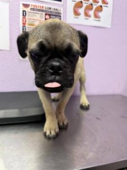 61312043 -  Pug and Mixed Breed Dog for Adoption in El Paso, Texas - 61312043 | PetCurious