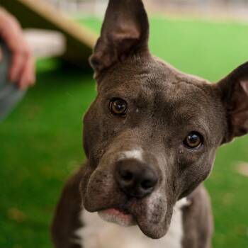 Violet -  English Bulldog and Mixed Breed Dog for Adoption in Warwick, Rhode Island - Violet | PetCurious
