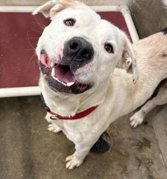 Rescue Pit Bull Terrier Dogs for Adoption in Berea, Kentucky - Willis | PetCurious