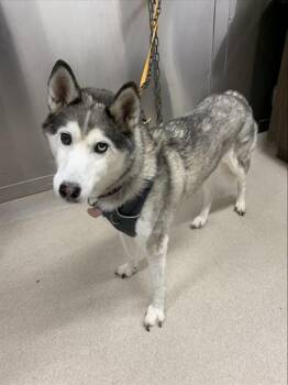 FREYA -  Siberian Husky Dog for Adoption in Fairbanks, Alaska - FREYA | PetCurious