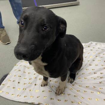 German Shepherd Dog and Pit Bull Terrier Dogs Available for Adoption in Abilene, Texas - Smiles | PetCurious