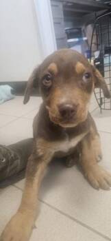 Miniature Pinscher and Mixed Breed Dogs Available for Adoption in Edgewood, New Mexico - Professor | PetCurious