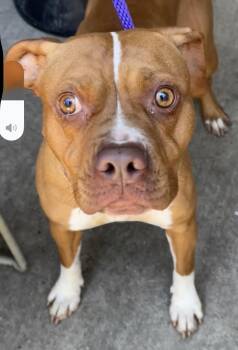 Taffeta -  Pit Bull Terrier Dog Available for Adoption in Chicago, Illinois - Taffeta | PetCurious