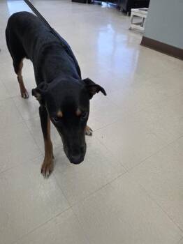 STAR -  Doberman Pinscher and Mixed Breed Dog for Adoption in Killeen, Texas - STAR | PetCurious