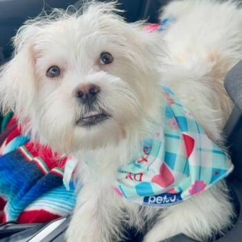 Shih Tzu Dogs Available for Adoption in St. Peters, Missouri - Milo | PetCurious