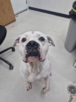 Rescue American Bulldog and Hound Dogs for Adoption in Findlay, Ohio - Rubble | PetCurious