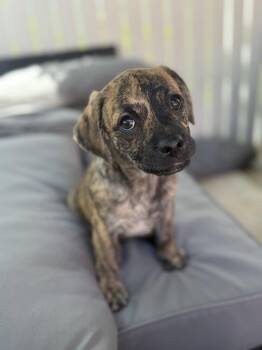 Dachshund and Black Mouth Cur Dogs Available for Adoption in West Palm Beach, Florida - Frankie | PetCurious