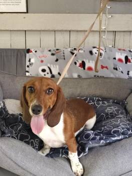 Chevy -  Dachshund Dog for Adoption in Fort Worth, Texas - Chevy | PetCurious
