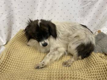 Chihuahua Dogs Available for Adoption in Modesto, California - POPPY | PetCurious