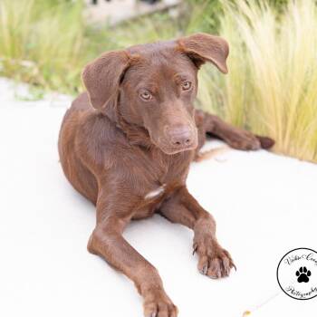Steavie -  Labrador Retriever and Mixed Breed Dog for Adoption in Abilene, Texas - Steavie | PetCurious