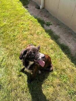 Bella -  Mixed Breed Dog for Adoption in Hillsboro, Ohio - Bella | PetCurious