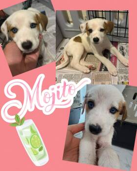 Labrador Retriever and Australian Shepherd Dogs Available for Adoption in Ringwood, New Jersey - Mojito | PetCurious
