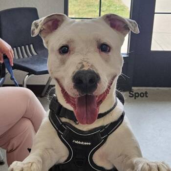Spot -  Terrier Dog for Adoption in Ballston Spa, New York - Spot | PetCurious