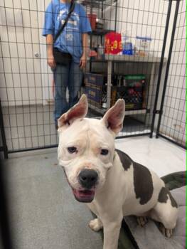 Liberty -  Pit Bull Terrier Dog for Adoption in Pottstown, Pennsylvania - Liberty | PetCurious
