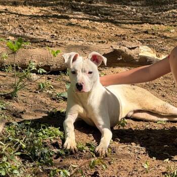 Pit Bull Terrier Dogs Available for Adoption in Tulsa, Oklahoma - Fin | PetCurious