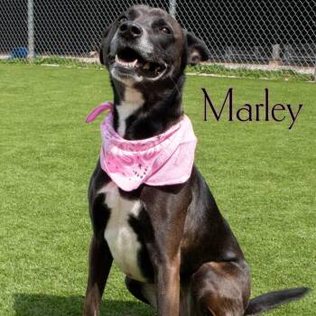 Marley -  Terrier and Mixed Breed Dog for Adoption in Parkersburg, West Virginia - Marley | PetCurious