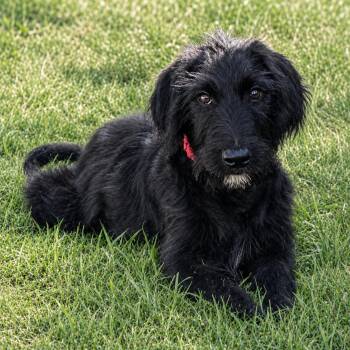 Orville -  Poodle and Labrador Retriever Dog for Adoption in South Saint Paul, Minnesota - Orville | PetCurious