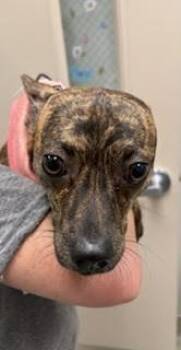 Mixed Breed Dogs Available for Adoption in Maryville, Tennessee - Sodee Pop | PetCurious