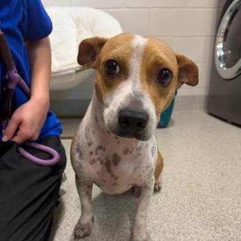 Mixed Breed Dogs Available for Adoption in Englewood, Florida - Ruby | PetCurious