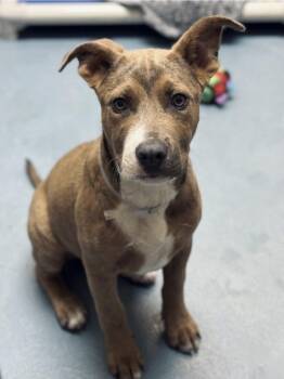 American Staffordshire Terrier Dogs Available for Adoption - Rex | PetCurious