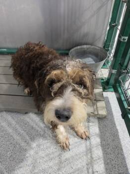 Schnauzer Dogs Available for Adoption in Rocky Mount, North Carolina - Pippy 31998D | PetCurious