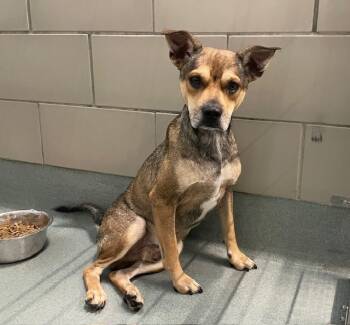 Rescue Labrador Retriever and Pit Bull Terrier Dogs for Adoption in Baytown, Texas - RUDY | PetCurious