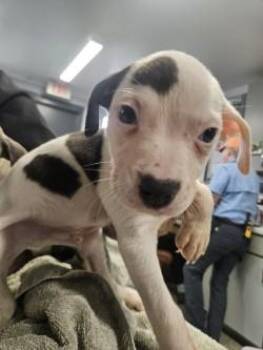 Mixed Breed Dogs Available for Adoption - Nate | PetCurious