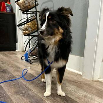 Australian Shepherd and Terrier Dogs Available for Adoption in Bloomfield, Connecticut - Rhoda | PetCurious