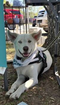 Whitman -  Husky Dog for Adoption in Brookshire, Texas - Whitman | PetCurious