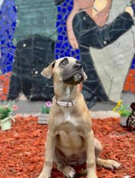 JOLENE -  Labrador Retriever Dog for Adoption in Miami, Florida - JOLENE | PetCurious