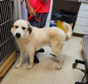 Brady -  Great Pyrenees Dog for Adoption in Mocksville, North Carolina - Brady | PetCurious