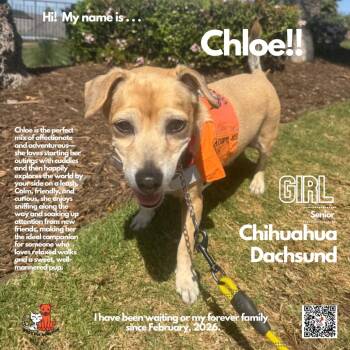 Chihuahua and Dachshund Dogs Available for Adoption - Chloe | PetCurious