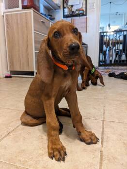 Wesson -  Redbone Coonhound Dog for Adoption in Tulsa, Oklahoma - Wesson | PetCurious