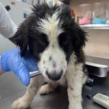 Retriever Dogs Available for Adoption in Birmingham, Alabama - Sammie | PetCurious