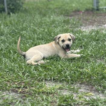 Labrador Retriever Dogs Available for Adoption in Clearwater, Florida - Darla | PetCurious