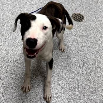 Austin -  American Staffordshire Terrier and Labrador Retriever Dog for Adoption in Grand Rapids, Michigan - Austin | PetCurious