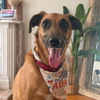 Kobe -  Greyhound Dog for Adoption - Kobe | PetCurious