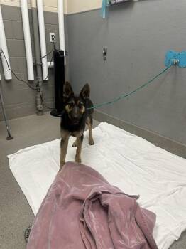KELLY -  German Shepherd Dog Dog for Adoption in Las Vegas, Nevada - KELLY | PetCurious